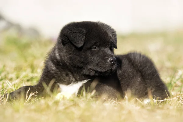 Cãozinho Akita na grama — Fotografia de Stock