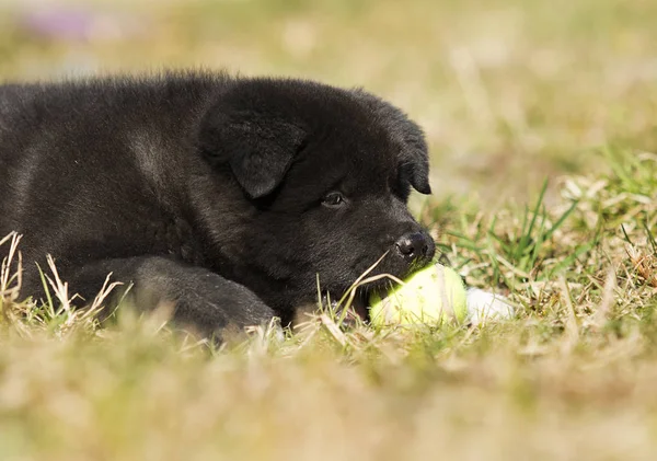 Akita cachorro en la hierba — Foto de Stock