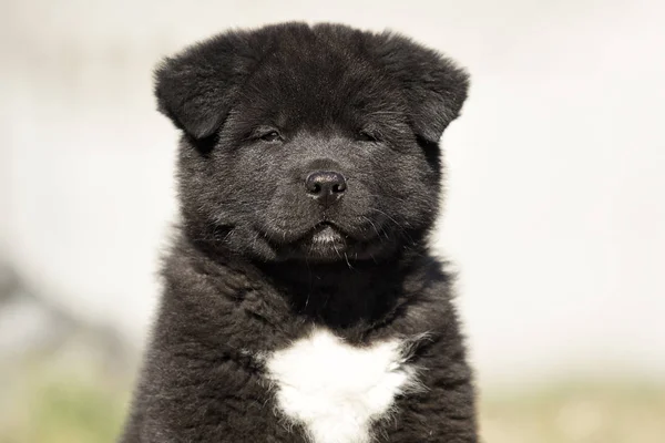 Akita Inu puppy on the lawn is played — Stock Photo, Image