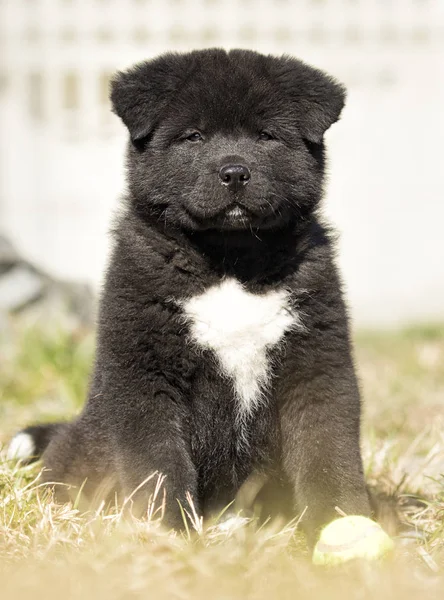 Akita Inu cachorro en el césped se juega —  Fotos de Stock