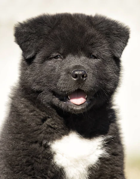 Akita Inu štěně na trávníku se hraje — Stock fotografie