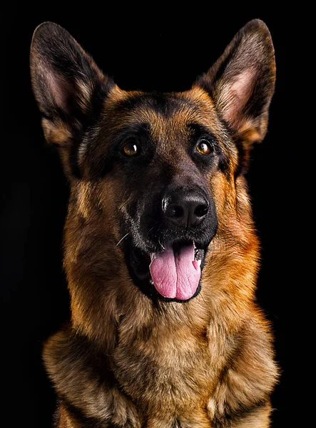 黒い背景に羊飼いの犬の肖像画 — ストック写真