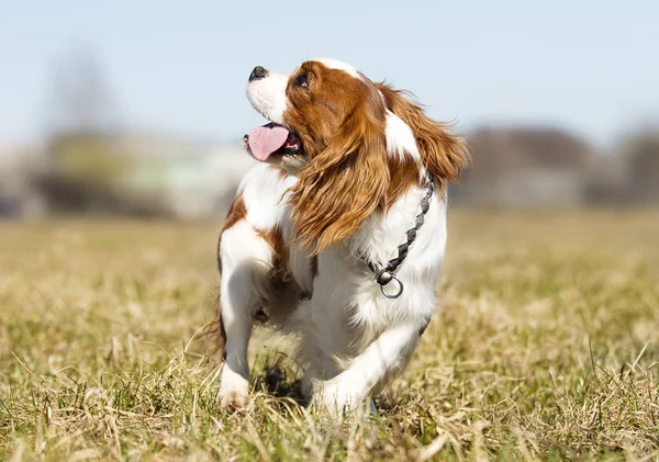 King Charles Spaniel köpek çim — Stok fotoğraf