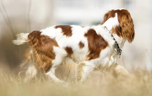 King Charles Spaniel köpek çim — Stok fotoğraf