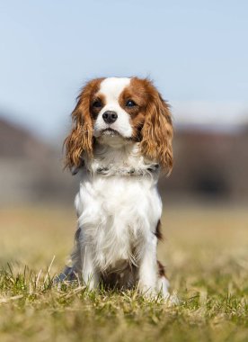 King Charles Spaniel köpek çim