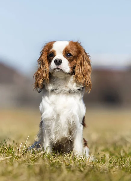 King Charles Spaniel köpek çim — Stok fotoğraf