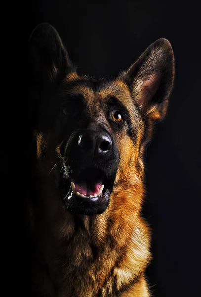 黒い背景に羊飼いの犬の肖像画 — ストック写真