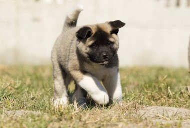 çim, köpek doğurmak Amerikan Akita