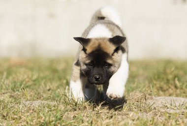 çim, köpek doğurmak Amerikan Akita