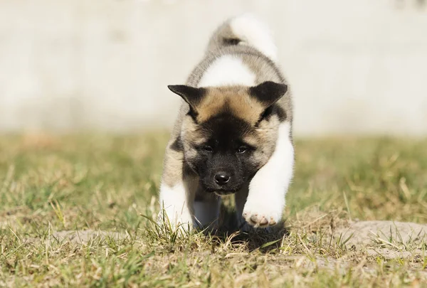 Valp på gräset, rasen American Akita — Stockfoto