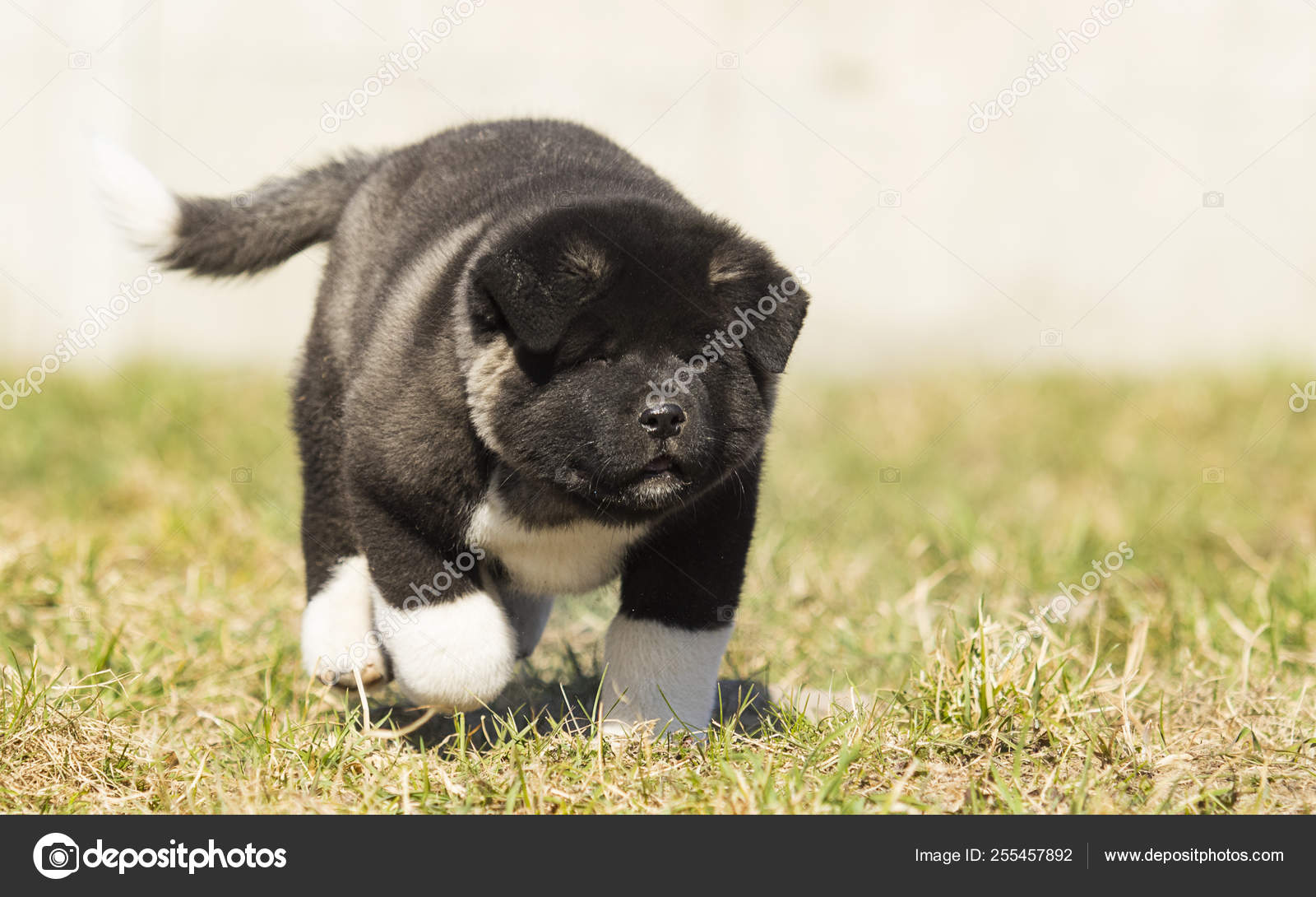 American Akita puppy for a walk — Stock Photo © gurinaleksandr