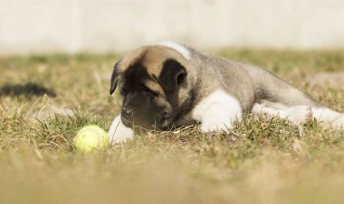çim, köpek doğurmak Amerikan Akita