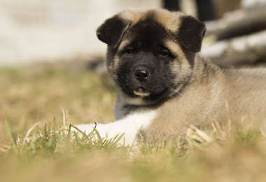 çim, köpek doğurmak Amerikan Akita