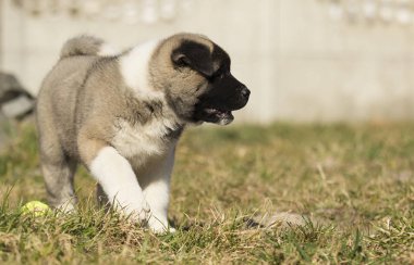 çim, köpek doğurmak Amerikan Akita