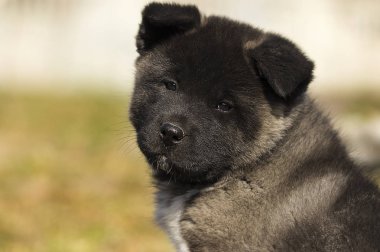 Bir yürüyüş için Amerikan Akita köpek yavrusu