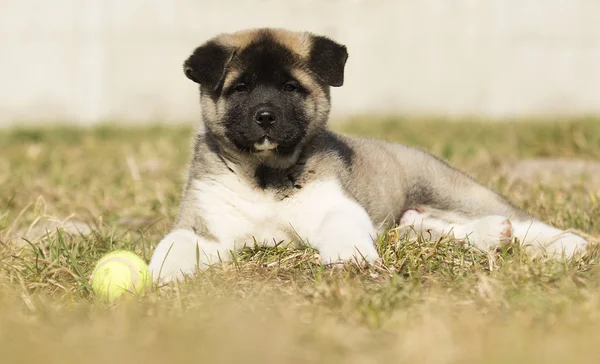 A fű, a kiskutya fajta amerikai Akita — Stock Fotó