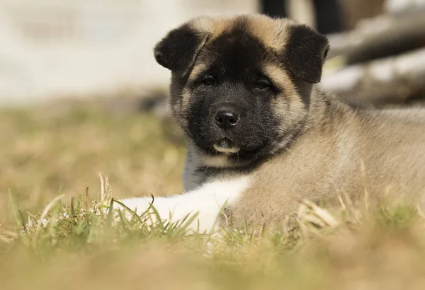 Valp på gräset, rasen American Akita — Stockfoto