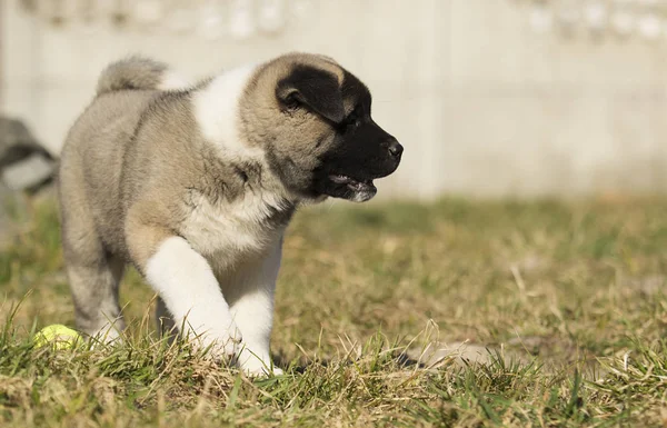 잔디, 강아지 사육 미국 아키타 — 스톡 사진