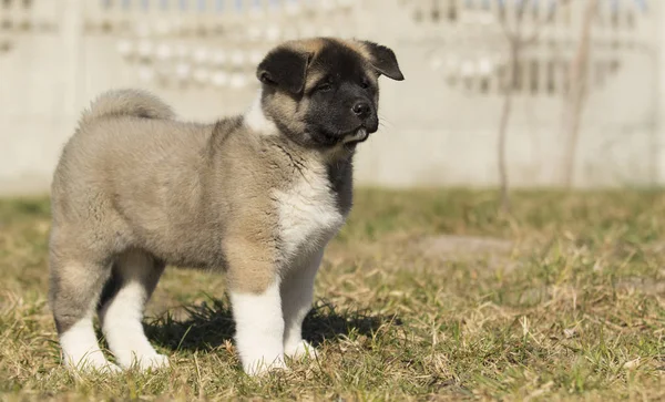 Puppy on the grass, breed American Akita — Stock Photo, Image