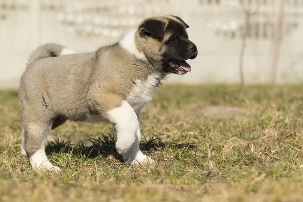 A fű, a kiskutya fajta amerikai Akita — Stock Fotó