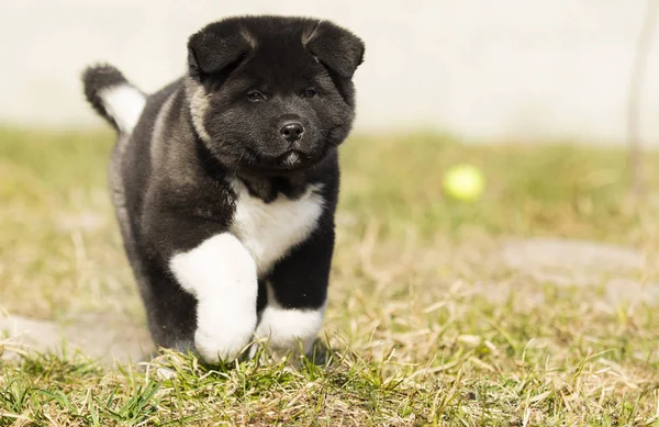 American Akita puppy for a walk — Stock Photo, Image