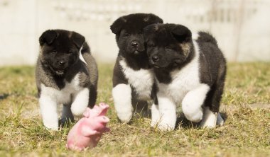 Bir yürüyüş için Amerikan Akita köpek yavrusu