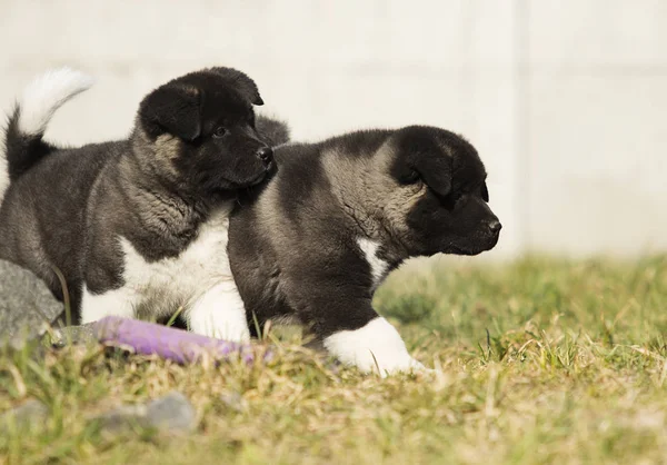 Filhote de cachorro Akita americano para um passeio — Fotografia de Stock