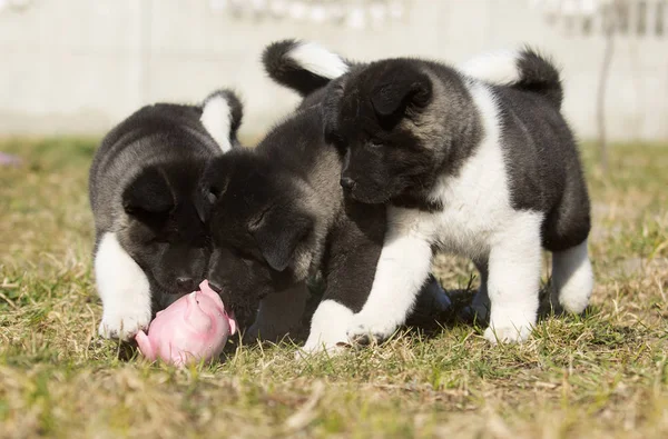 American Akita puppy for a walk — Stock Photo, Image