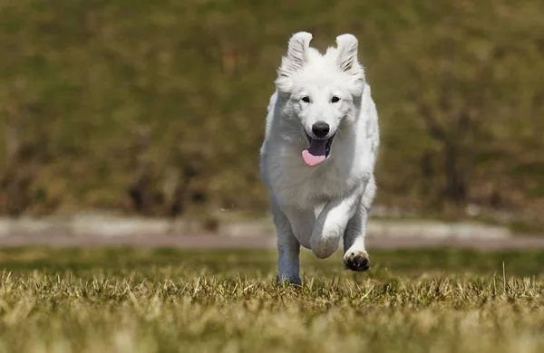 Perro suizo blanco para un paseo — Foto de Stock