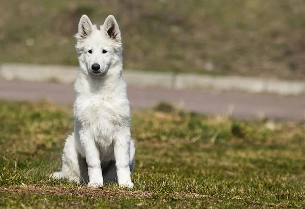 Vit swiss hund för en promenad — Stockfoto