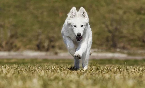 Branco suíço cão para um passeio — Fotografia de Stock