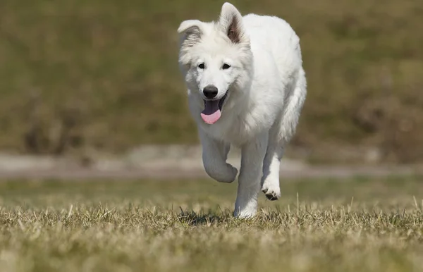 白いスイスの犬が散歩に — ストック写真