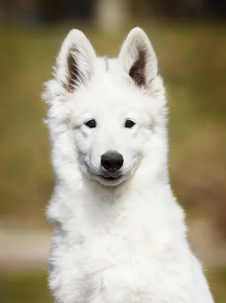 White swiss dog for a walk — 스톡 사진