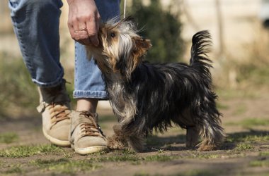 Yorkshire teriyer köpeği eğitim sınıfında.