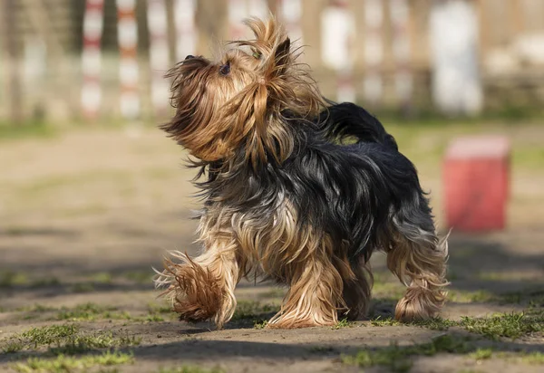 Yorkshire terrier kutya a képzési osztály — Stock Fotó