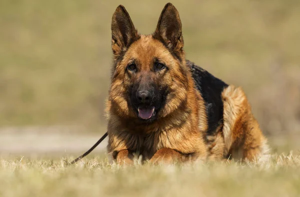 躺在草地牧羊犬 — 图库照片