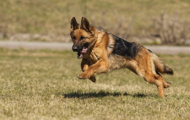 çimenlerde koşan çoban köpeği