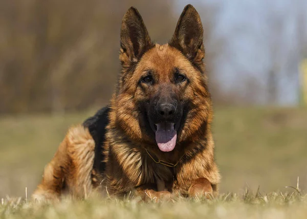 Chien de berger couché dans l'herbe — Photo