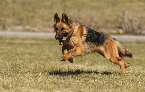 çimenlerde koşan çoban köpeği
