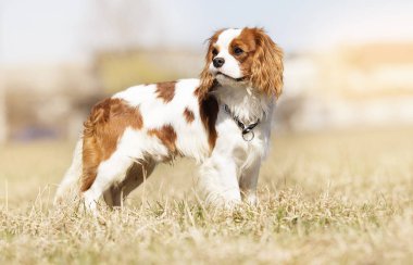 Şövalye Kral Charles Spaniel çimlerin üzerinde