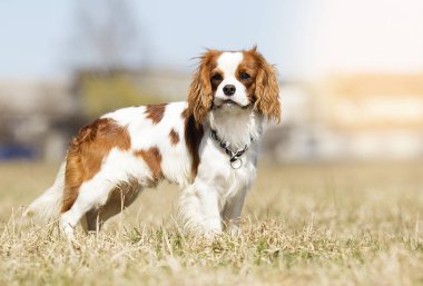 Şövalye Kral Charles Spaniel çimlerin üzerinde