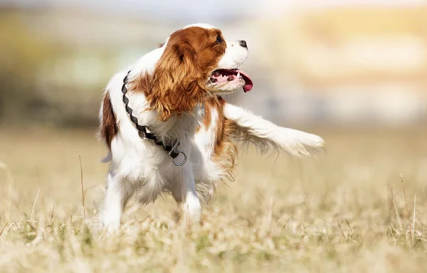 Kavalier King Charles Spaniel Hund auf dem Gras — Stockfoto