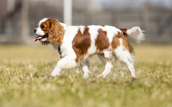 Şövalye Kral Charles Spaniel çimlerin üzerinde — Stok fotoğraf