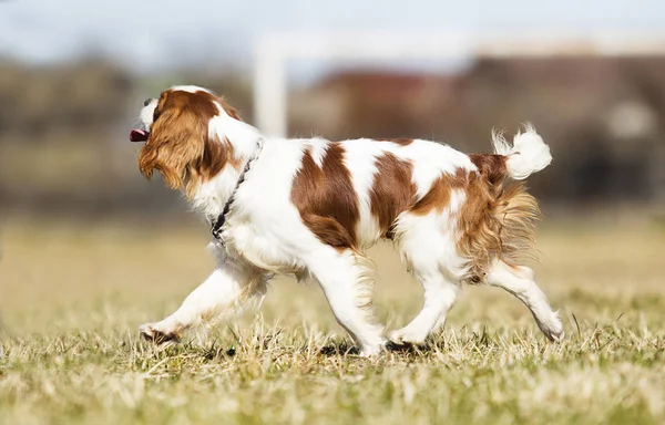 Cavalier King Charles Spaniel perro en la hierba —  Fotos de Stock