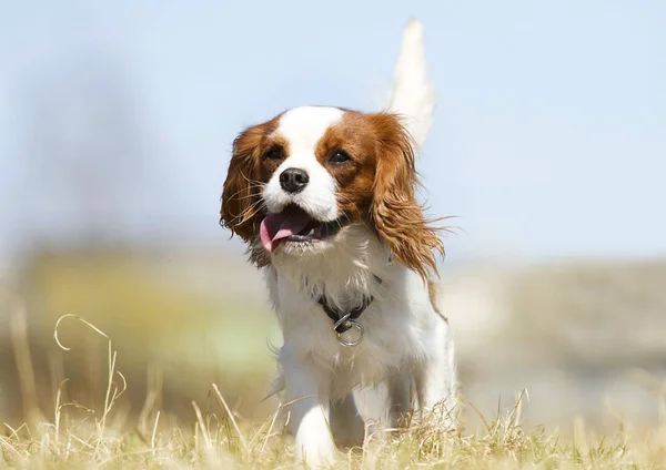 Cavalier King Charles Spaniel perro en la hierba — Foto de Stock