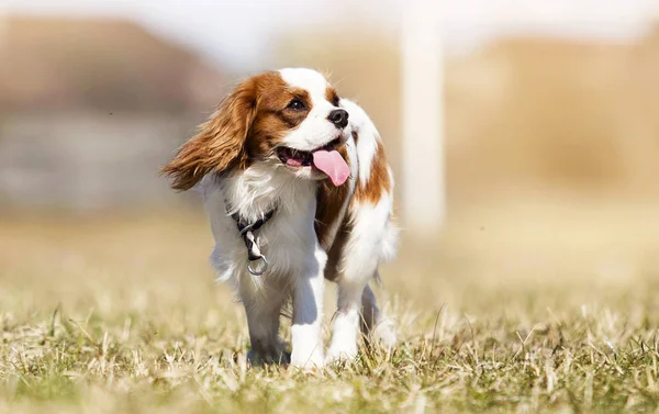 Cavalier King Charles Spaniel perro en la hierba — Foto de Stock