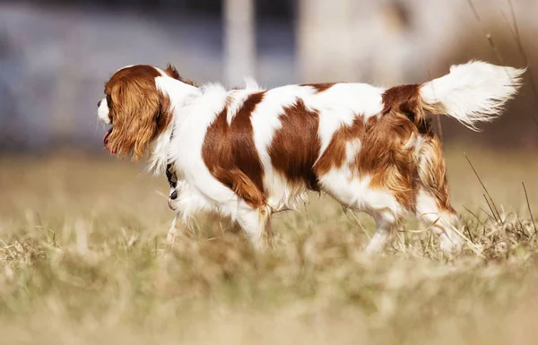 Kavalier King Charles Spaniel Hund auf dem Gras — Stockfoto