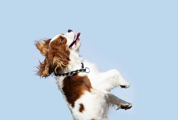 Kavalierkönig charles spaniel dog jumping — Stockfoto
