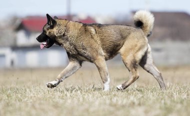 amerikan akita yetişkin köpek çim üzerinden çalışan