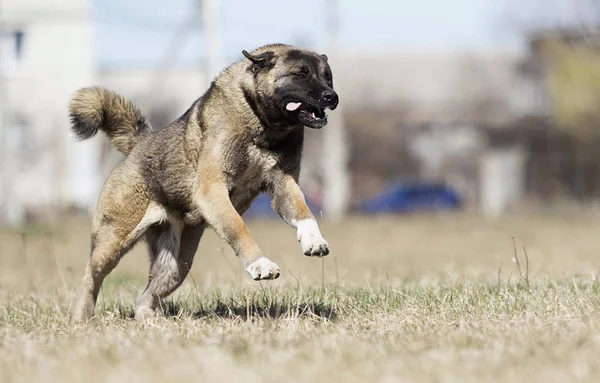 Americano akita adulto perro corriendo — Foto de Stock